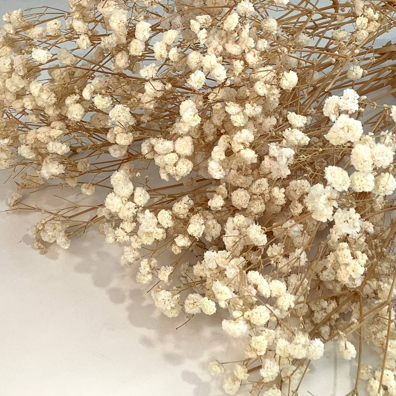 Dried baby’s breath flowers: Hot pink