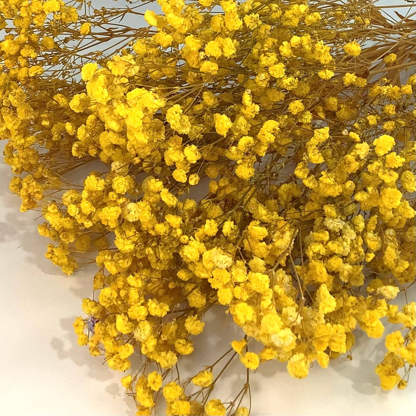 Dried baby’s breath flowers: Hot pink