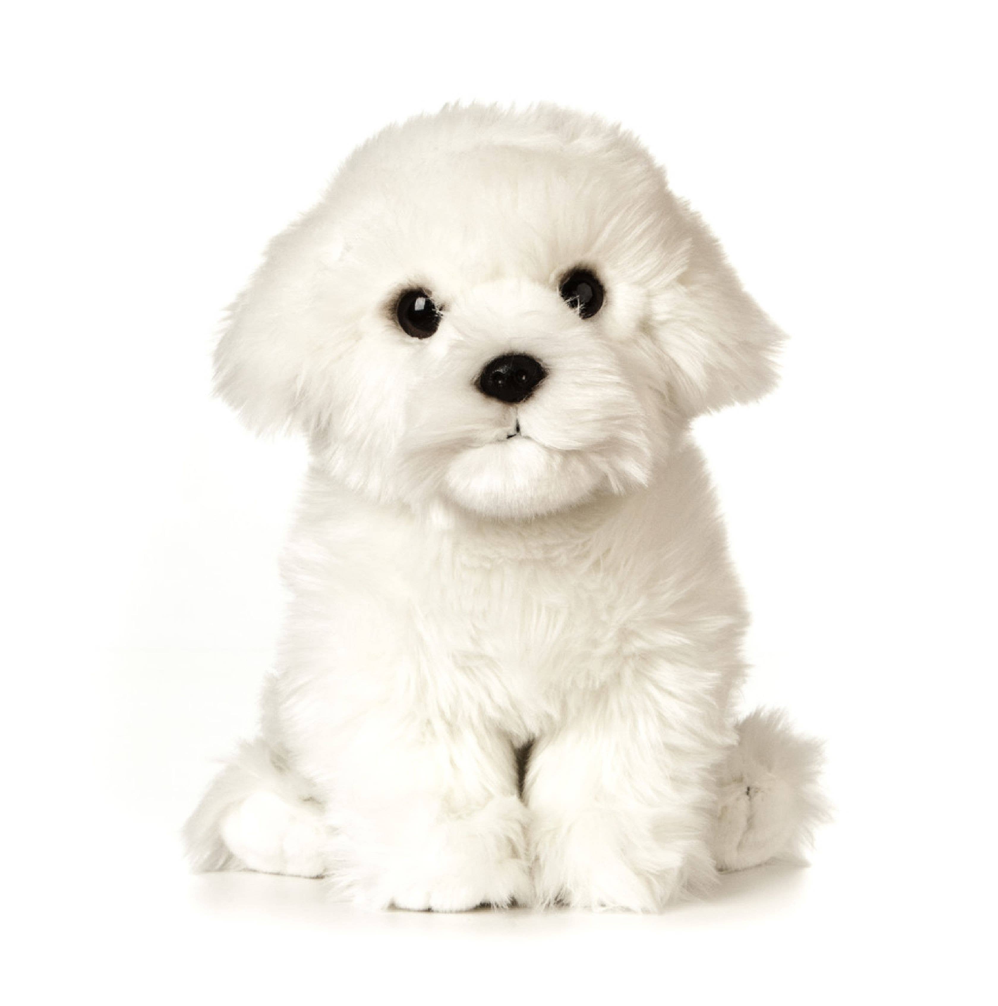 LIVING NATURE Giant Maltese Puppy – Loganlea Flowers LIVING NATURE Giant Maltese Puppy – Loganlea Flowers